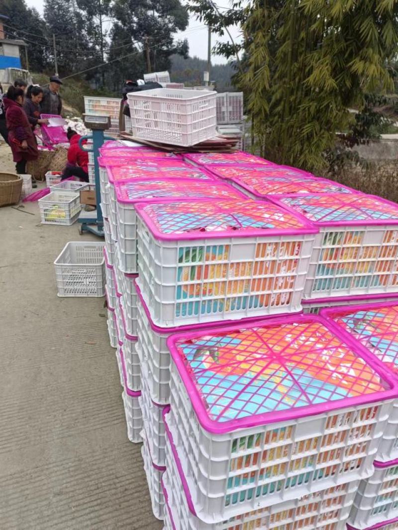 春见粑粑柑乐山产地货源价格优惠市场商超电商团购批发