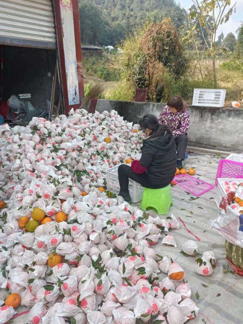 春见粑粑柑乐山产地货源价格优惠市场商超电商团购批发