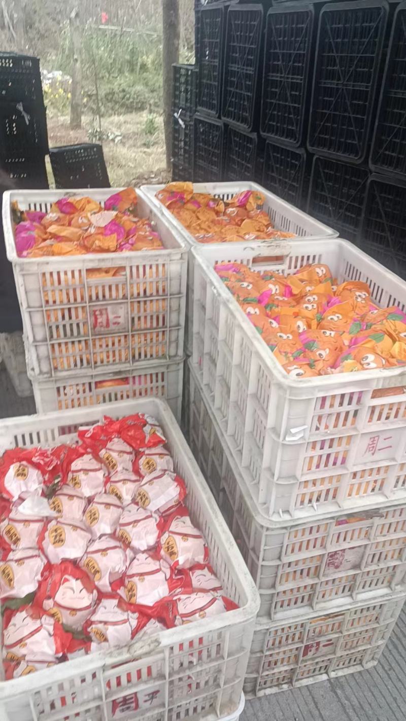 春见粑粑柑乐山产地货源价格优惠市场商超电商团购批发