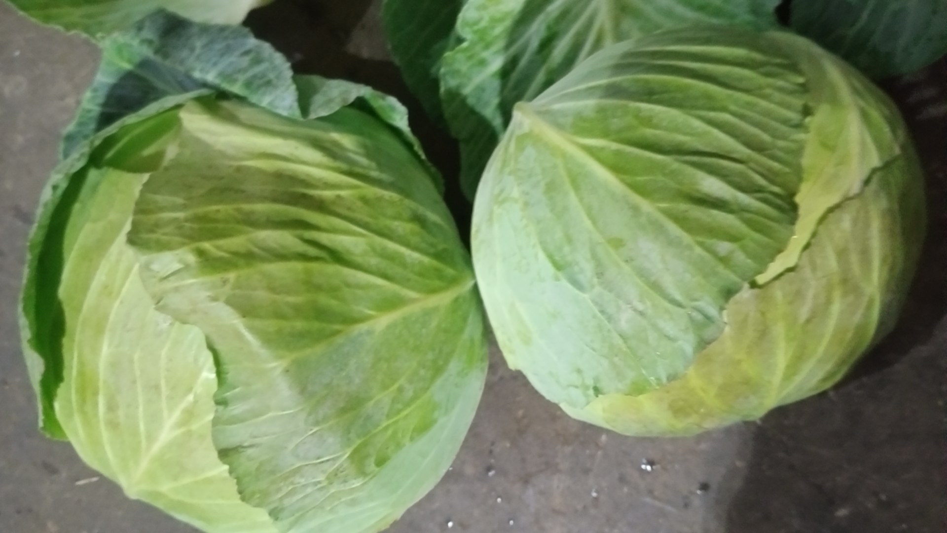 展示一颗完整的绿色圆包菜,表面光滑紧实,呈圆形,颜色翠绿 圆包菜外观展示