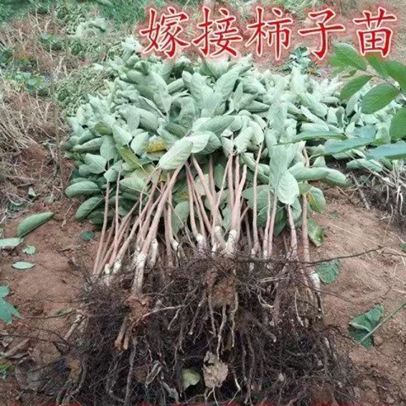 中华巨柿苗【大柿子品种，很甜，不涩，结果早】