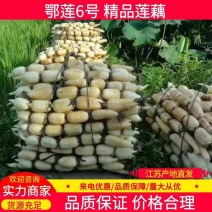 鄂莲6号江苏莲藕基地全国常年出售欢迎来电咨询订购