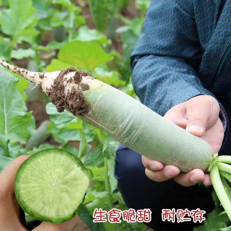 水果青萝卜水果萝卜红皮萝卜胡萝卜白萝卜欢迎订购。