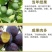 果园直发新品种李子树苗国丰七号大红袍李黄金李包品种成活率