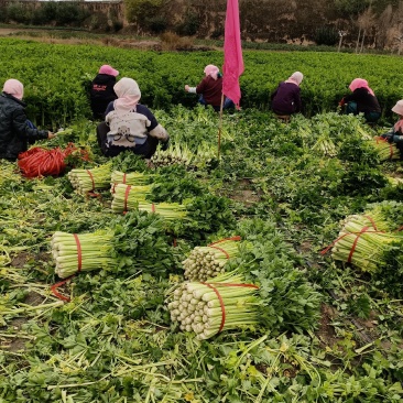 胡萝卜，白菜，西芹，大量有货，物美价廉