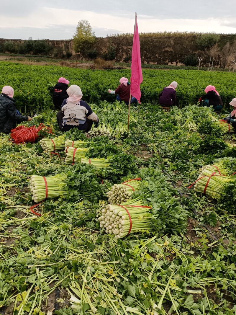 胡萝卜，白菜，西芹，大量有货，物美价廉