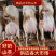【实力】精品萨能奶山羊-包存活-量大从优-产地直销