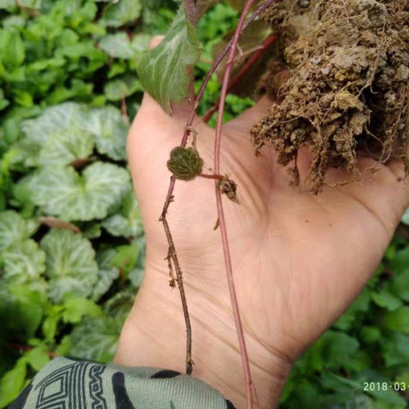 野外采挖虎耳草石荷叶金线吊芙蓉老虎耳绿植美观盆栽假山风景