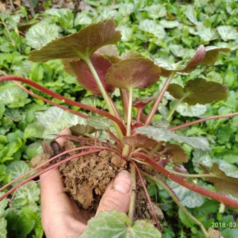 野外采挖虎耳草石荷叶金线吊芙蓉老虎耳绿植美观盆栽假山风景