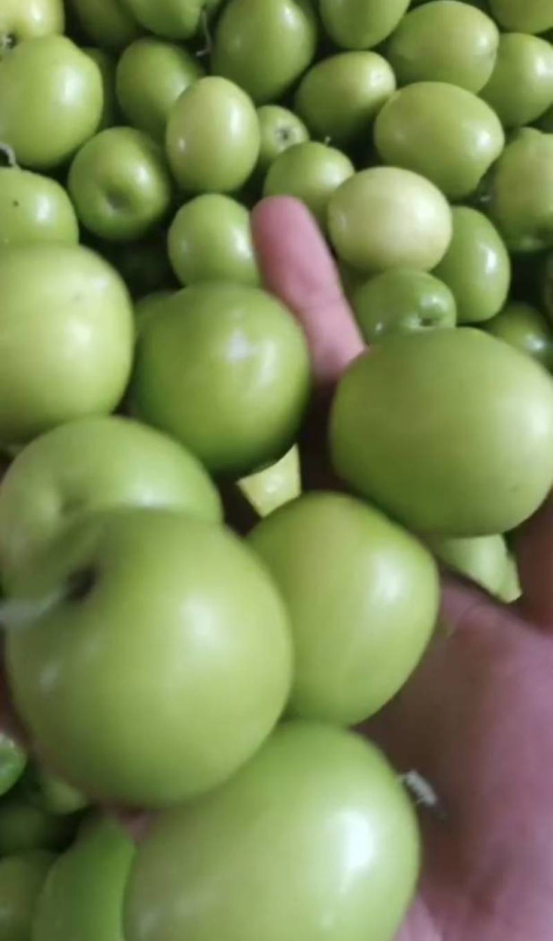 牛奶大青枣