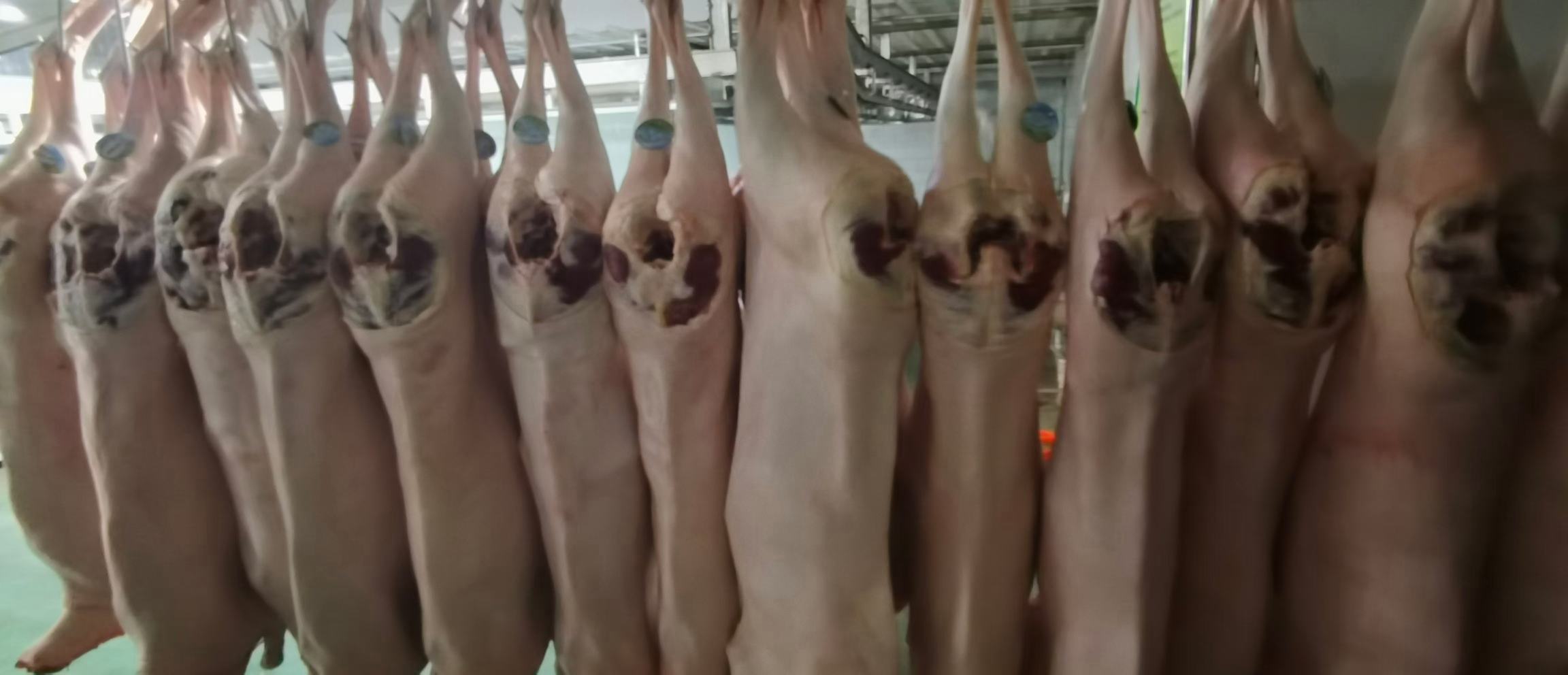 展示屠宰场中处理后的白条羊,羊体完整,无皮无内脏 白条羊在屠宰场的处理过程