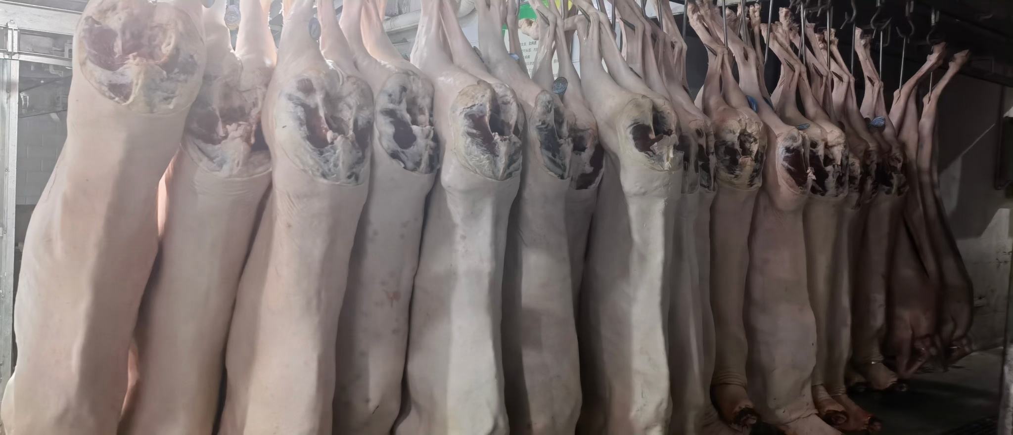 白条羊悬挂在屠宰车间的全景图