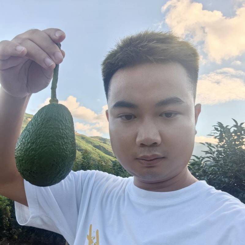 哈斯牛油果