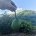 哈斯牛油果