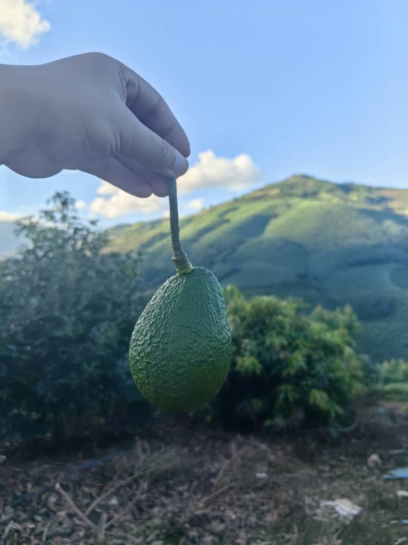 哈斯牛油果
