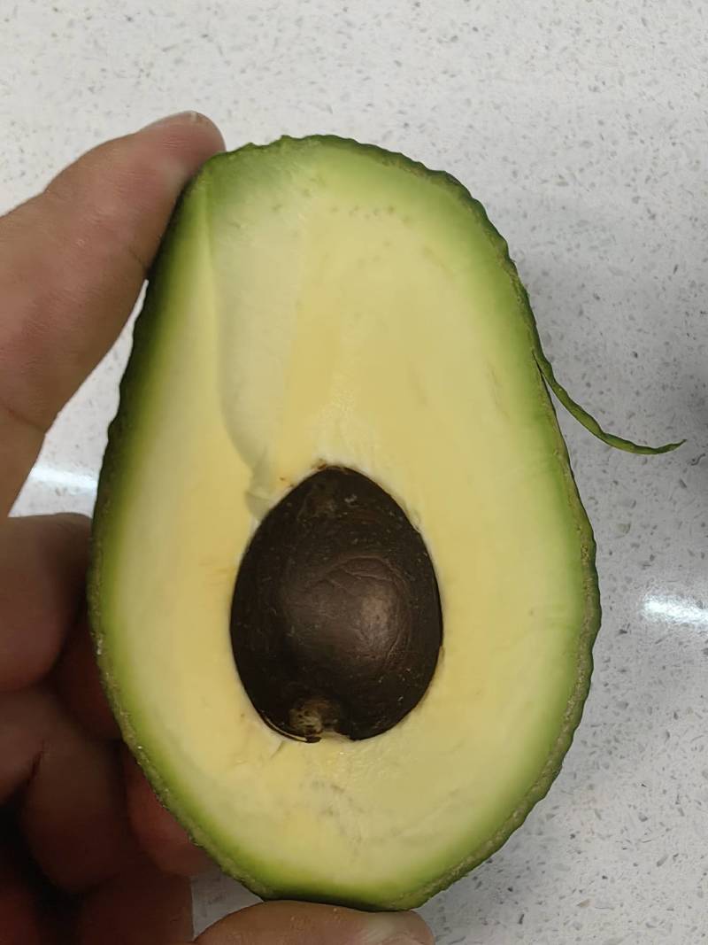 哈斯牛油果