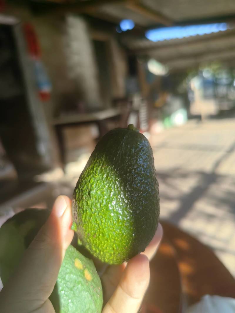 哈斯牛油果