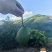 哈斯牛油果