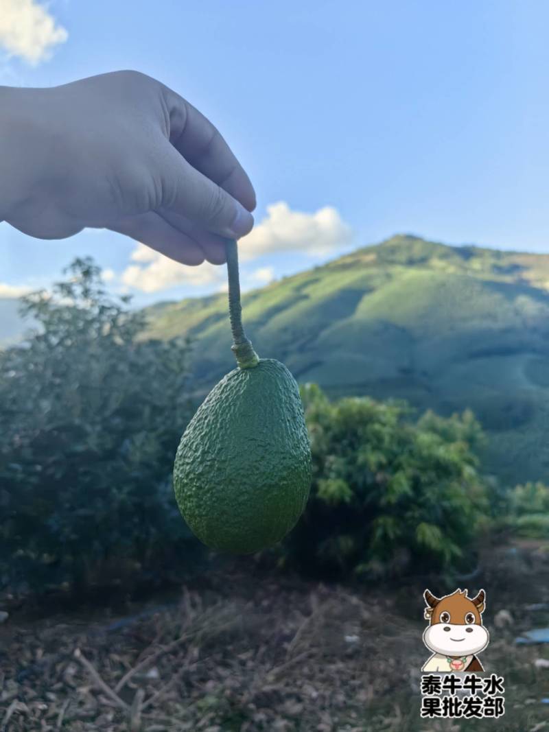 哈斯牛油果