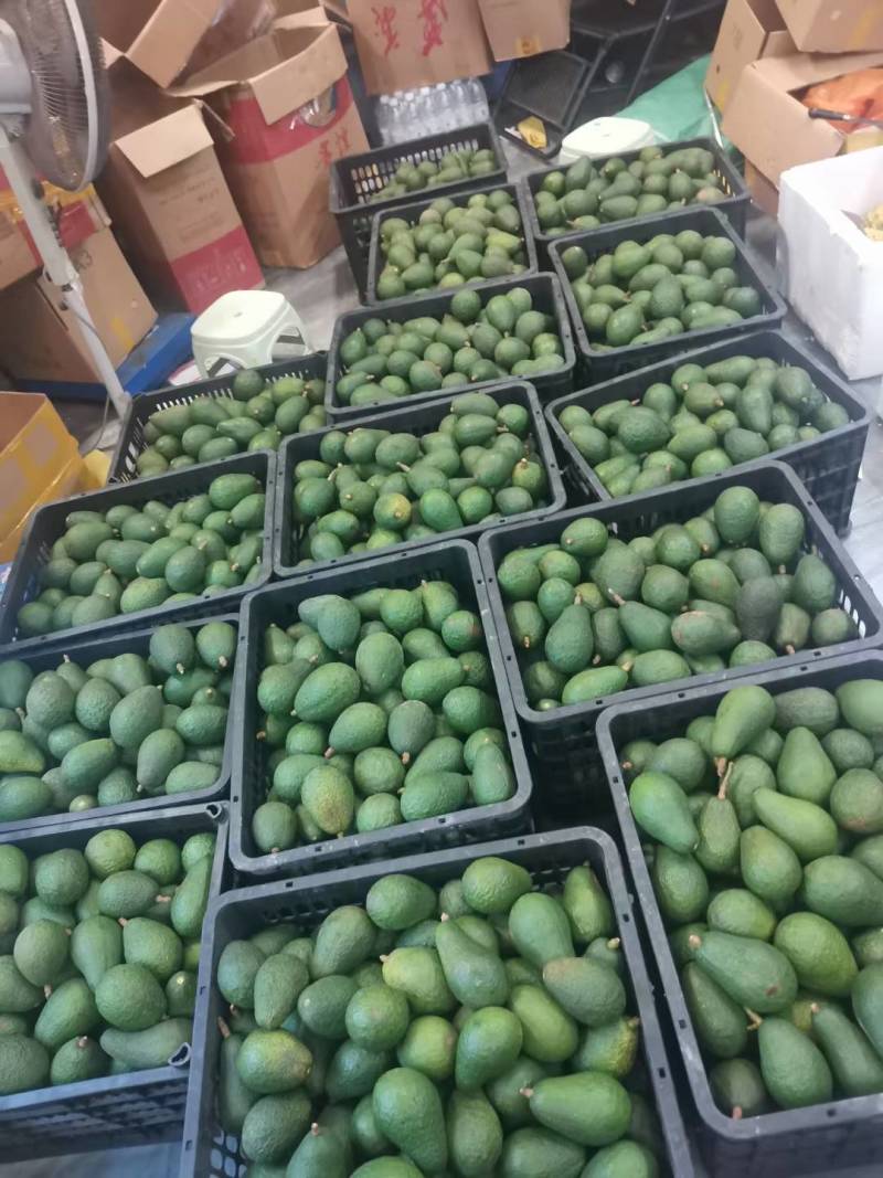 哈斯牛油果