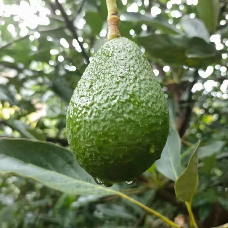 哈斯牛油果