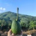 哈斯牛油果