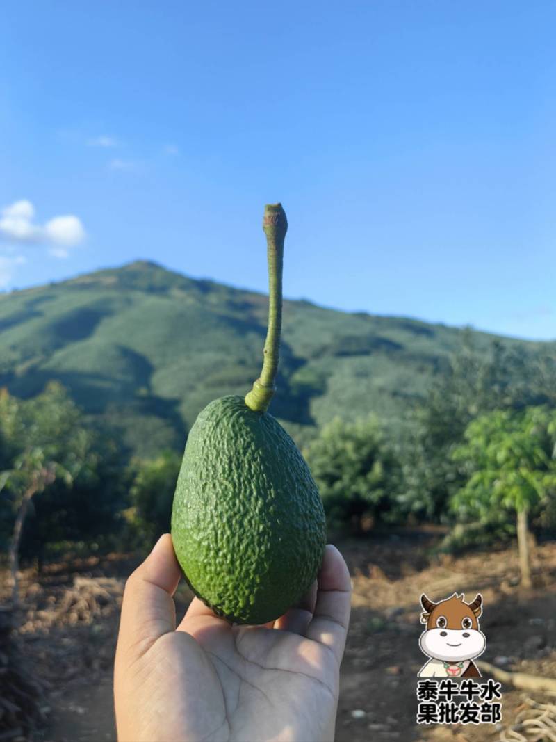 哈斯牛油果