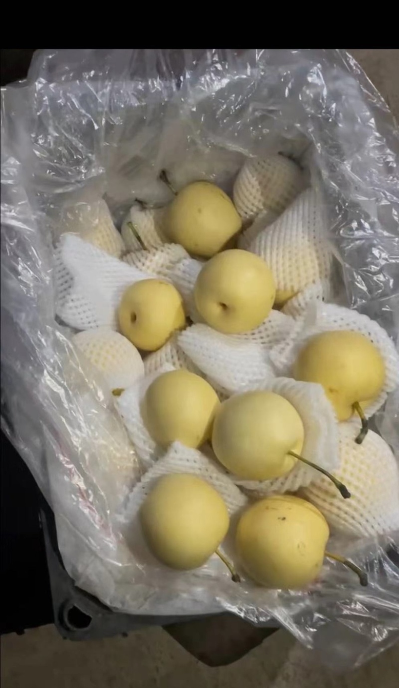 皇冠梨