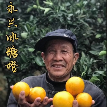 永兴冰糖橙