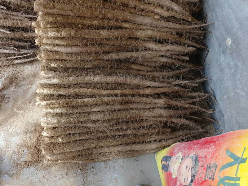 白玉山药通货日本白玉山西白玉新挖出白玉山药