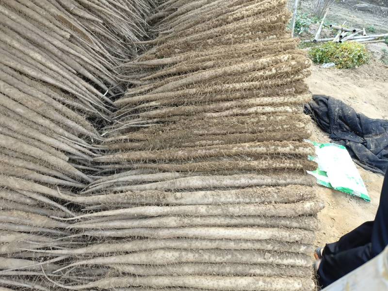 白玉山药通货日本白玉山西白玉新挖出白玉山药