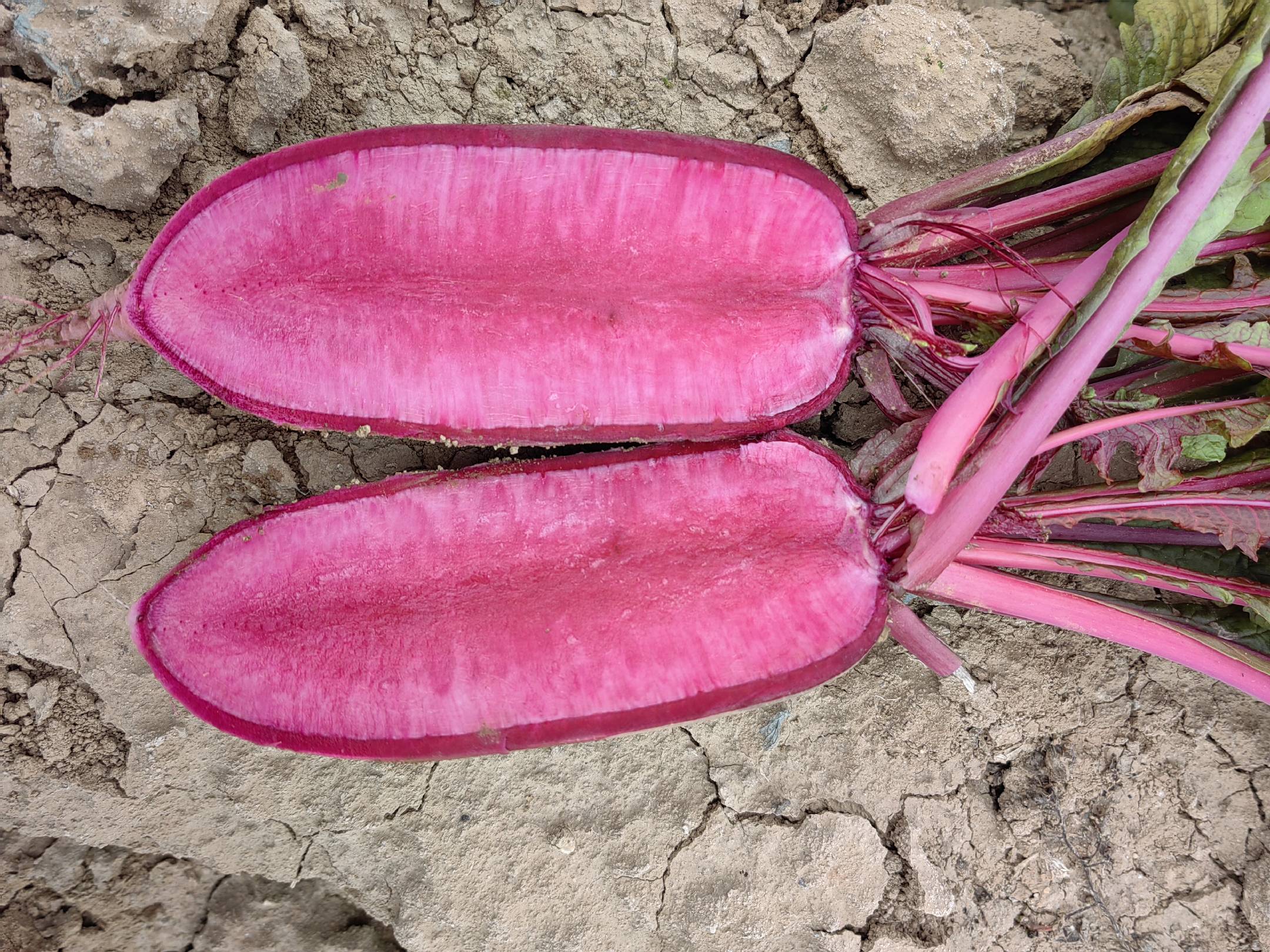 水果萝卜切片与几种水果并列展示