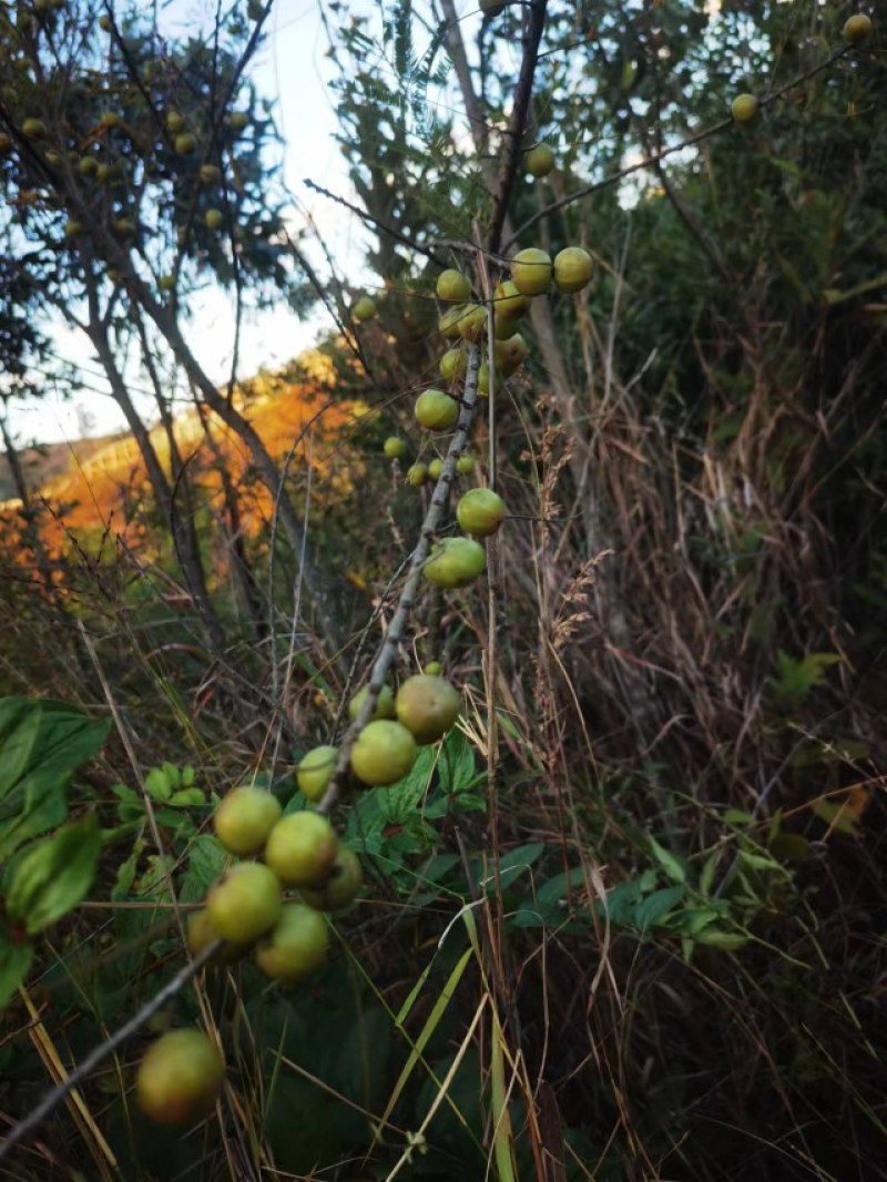 滇橄榄