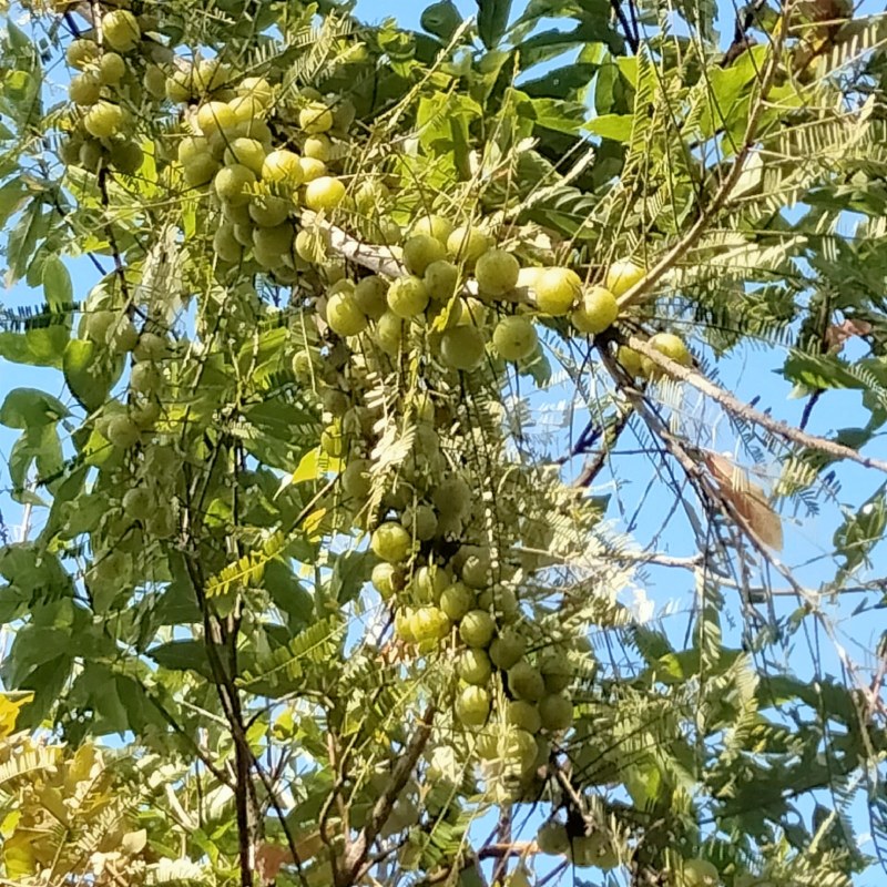 滇橄榄