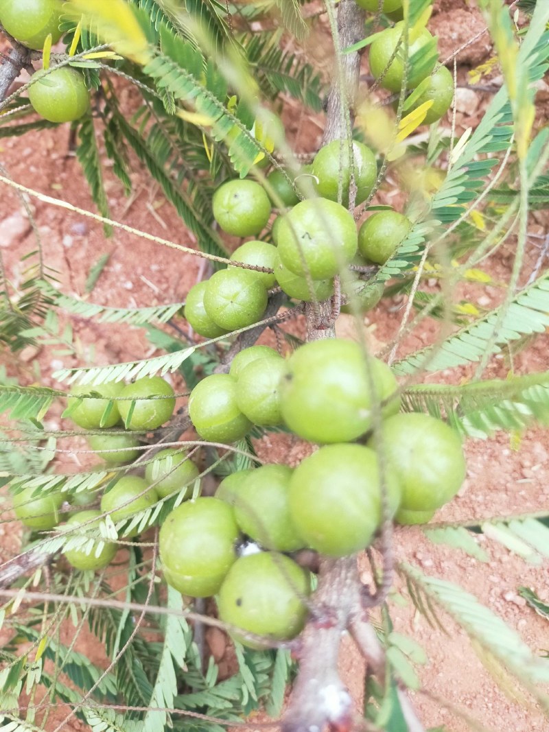 滇橄榄
