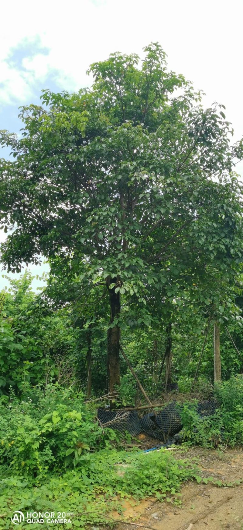 秋枫12-25规格粤北山区一手渠道资源。价格优惠。