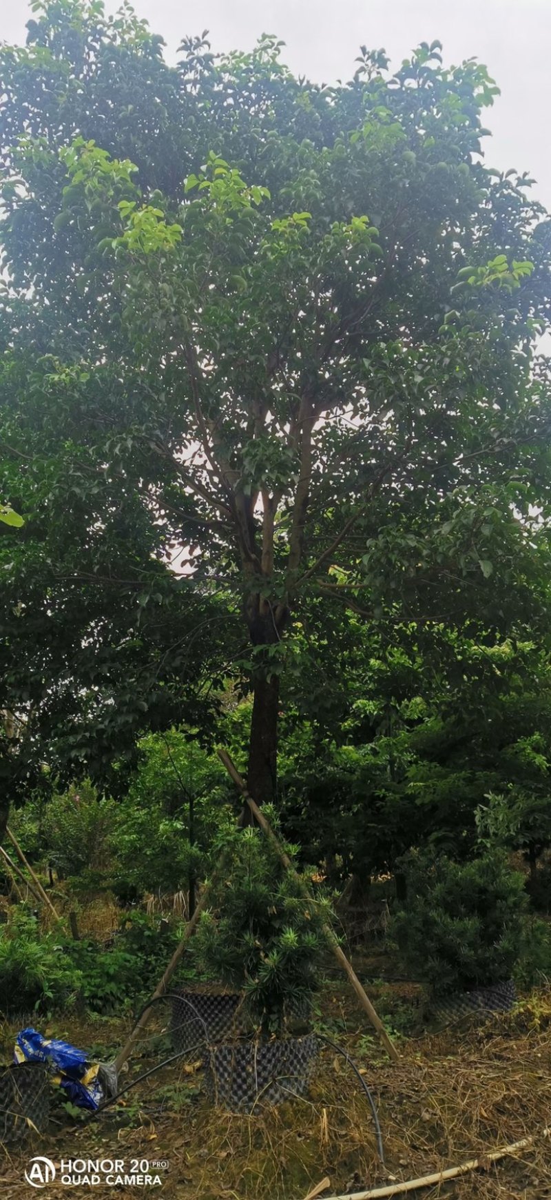 秋枫12-25规格粤北山区一手渠道资源。价格优惠。