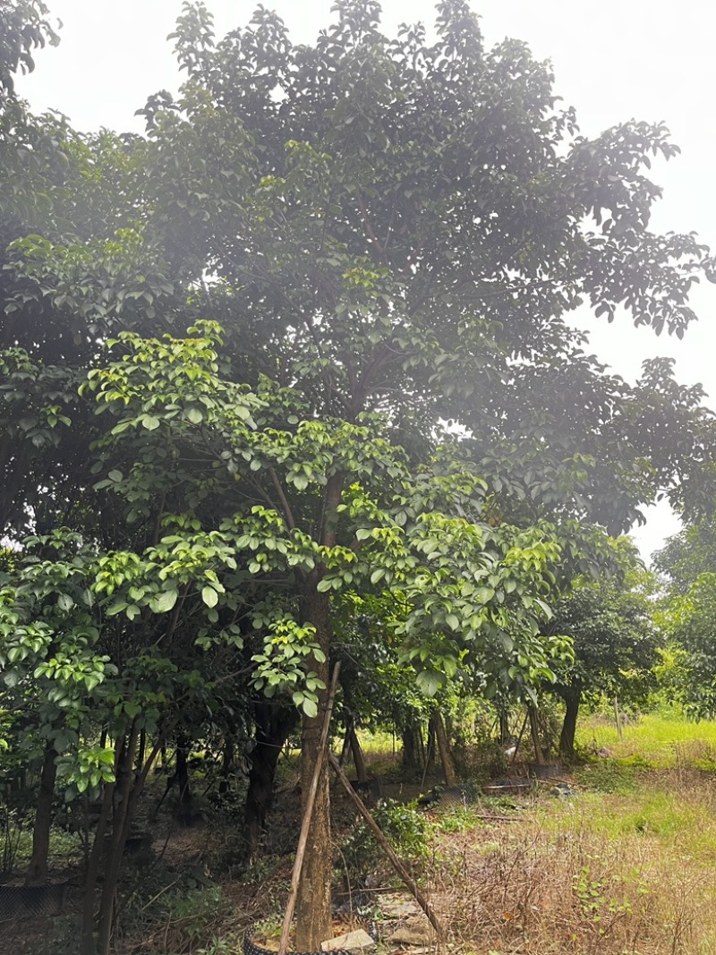 秋枫12-25规格粤北山区一手渠道资源。价格优惠。