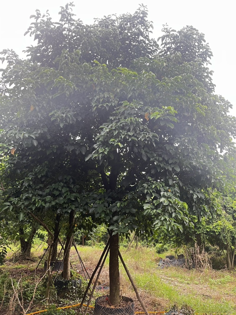 秋枫12-25规格粤北山区一手渠道资源。价格优惠。