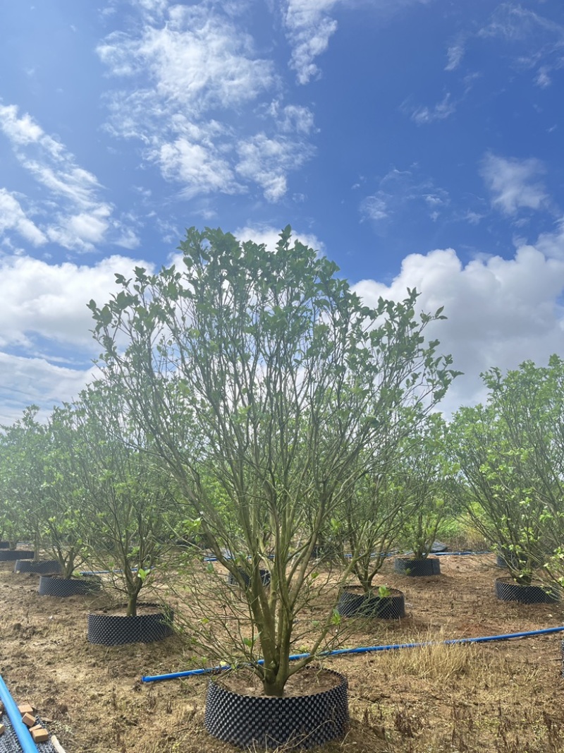 柚子树。精品丛生柚子树。原地假植跟假植苗各种规格齐全