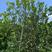 柚子树。精品丛生柚子树。原地假植跟假植苗各种规格齐全