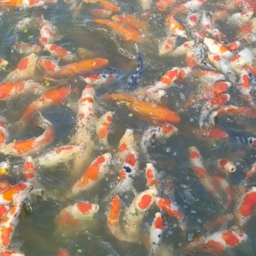 锦鲤