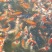 锦鲤
