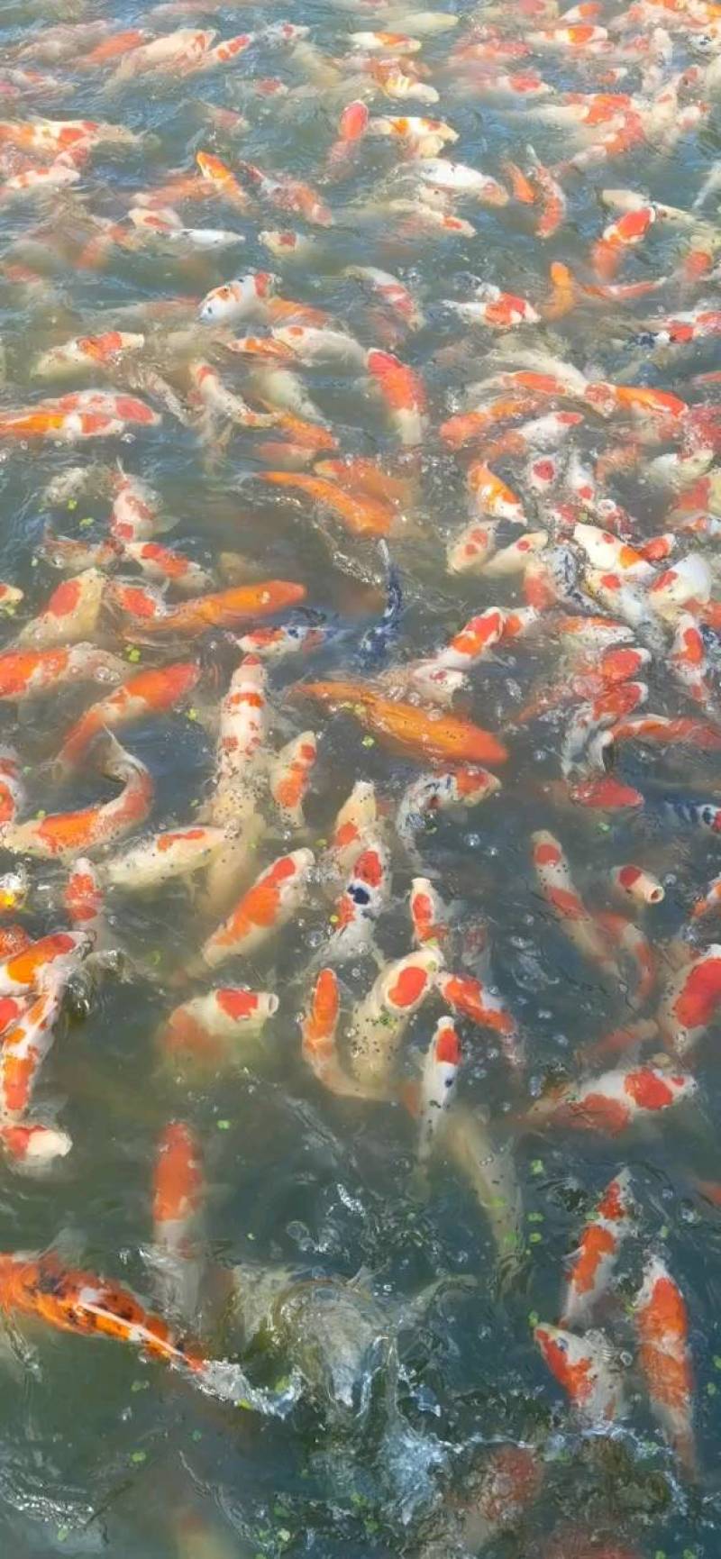 锦鲤