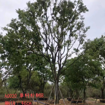 朴树🌲丛生单杠齐全。