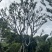 朴树🌲丛生单杠齐全。