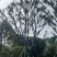朴树🌲丛生单杠齐全。