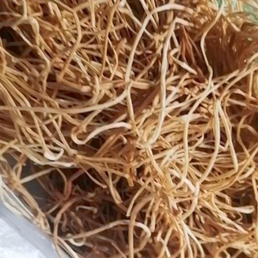 地瓜梗