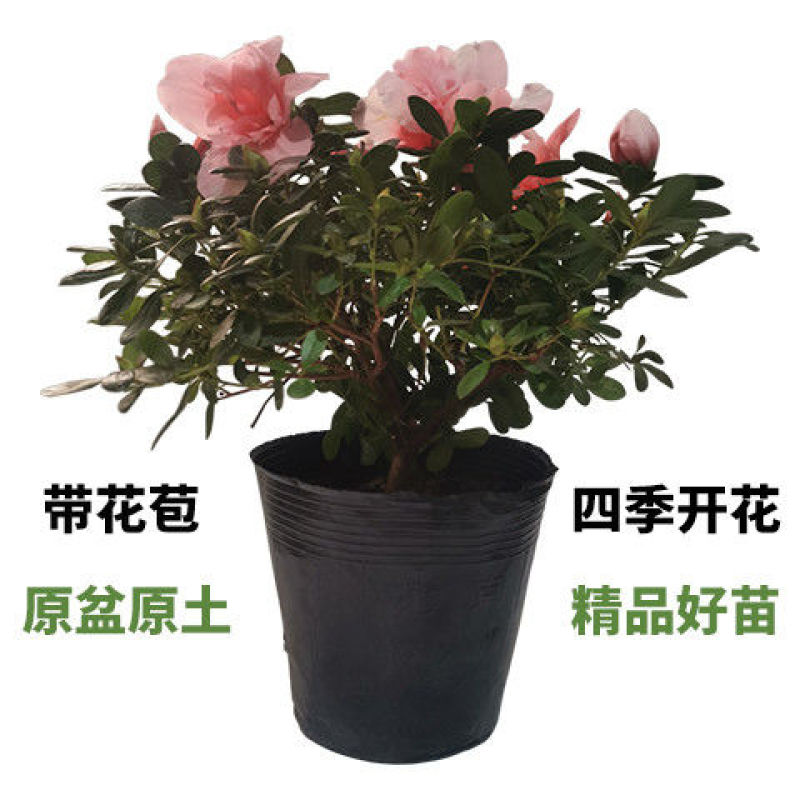 杜鹃花盆栽带花苞红色西玛四季常青花卉室内耐寒好养活杜鹃花