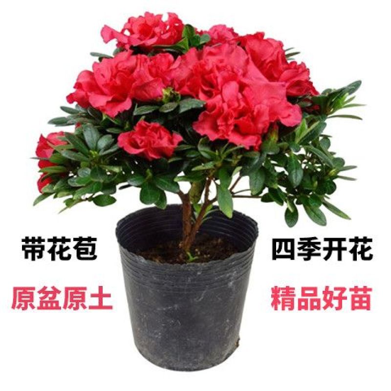 杜鹃花盆栽带花苞红色西玛四季常青花卉室内耐寒好养活杜鹃花